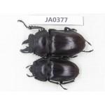 Neolucanus sp. China, Guizhou, Qiandongnan, Mt.Leigongshan. 1P. JA0377.