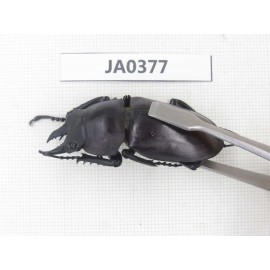 Neolucanus sp. China, Guizhou, Qiandongnan, Mt.Leigongshan. 1P. JA0377.