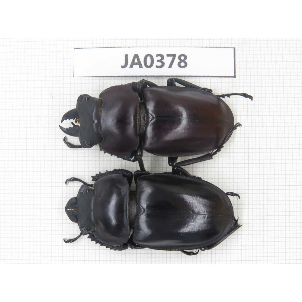 Neolucanus sp. China, Guizhou, Qiandongnan, Mt.Leigongshan. 1P. JA0378.