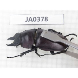 Neolucanus sp. China, Guizhou, Qiandongnan, Mt.Leigongshan. 1P. JA0378.