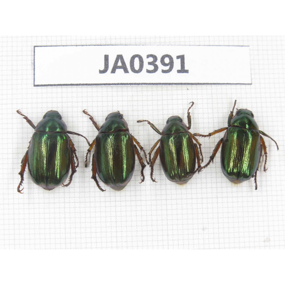 Rutelidae sp. China, Tibet, Linzhi, Bomi county. 4Pcs. JA0391.