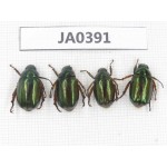 Rutelidae sp. China, Tibet, Linzhi, Bomi county. 4Pcs. JA0391.