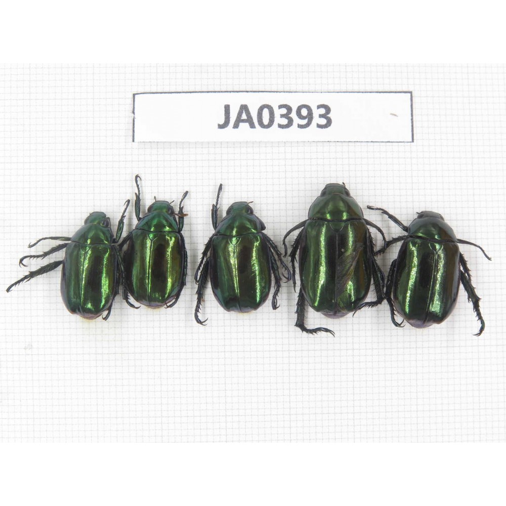 Rutelidae sp. China, Tibet, Linzhi, Bomi county. 5Pcs. JA0393.