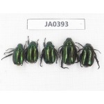 Rutelidae sp. China, Tibet, Linzhi, Bomi county. 5Pcs. JA0393.
