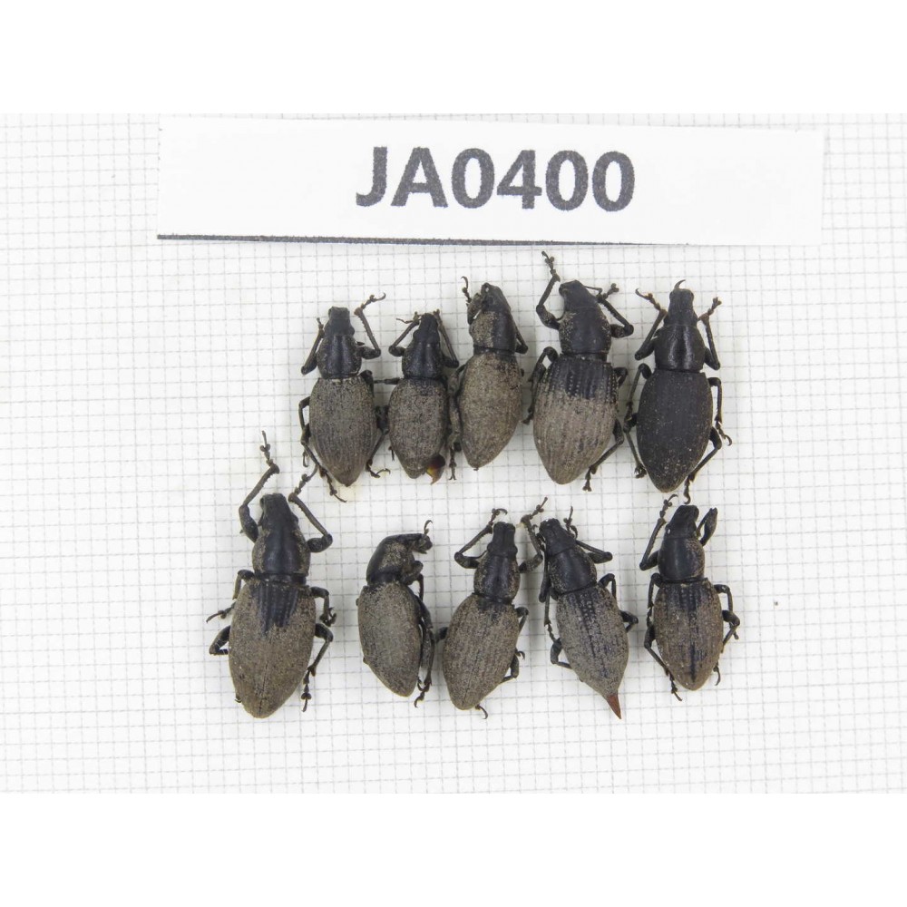 Curculionidae sp. China, Tibet, Linzhi, Bomi county. 10Pcs. JA0400.
