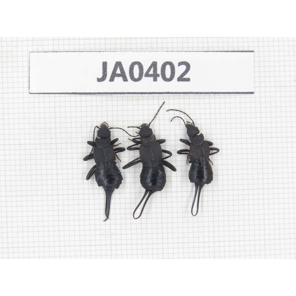 Dermaptera sp. China, Tibet, Linzhi, Bomi county. 3Pcs. JA0402.