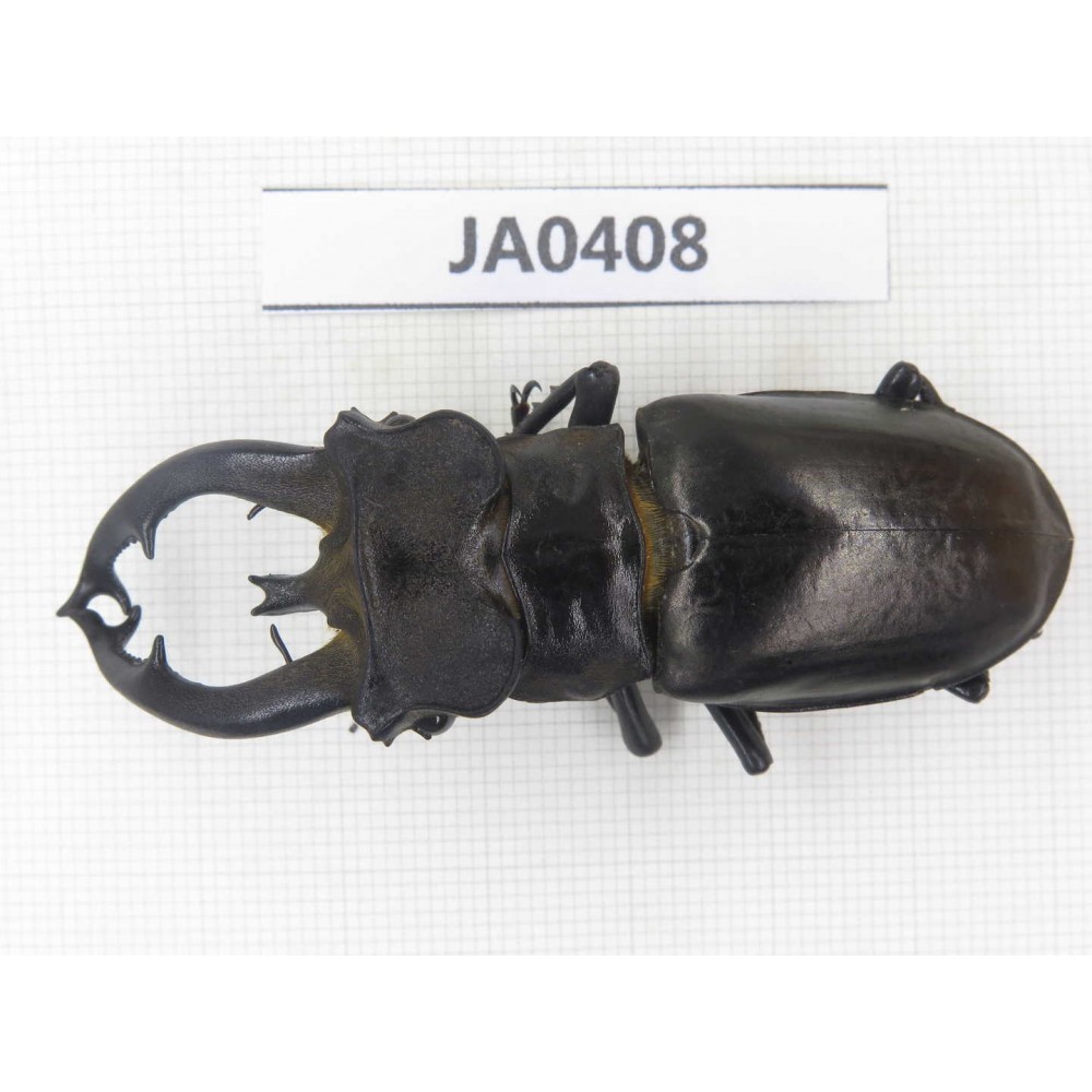 Lucanus fryi. China, Tibet, Linzhi, Motuo county. 1M. JA0408.