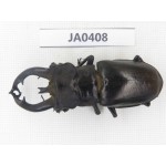 Lucanus fryi. China, Tibet, Linzhi, Motuo county. 1M. JA0408.