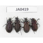 Carabidae sp. China, Heilongjiang, Mudanjiang. 4Pcs. JA0419.