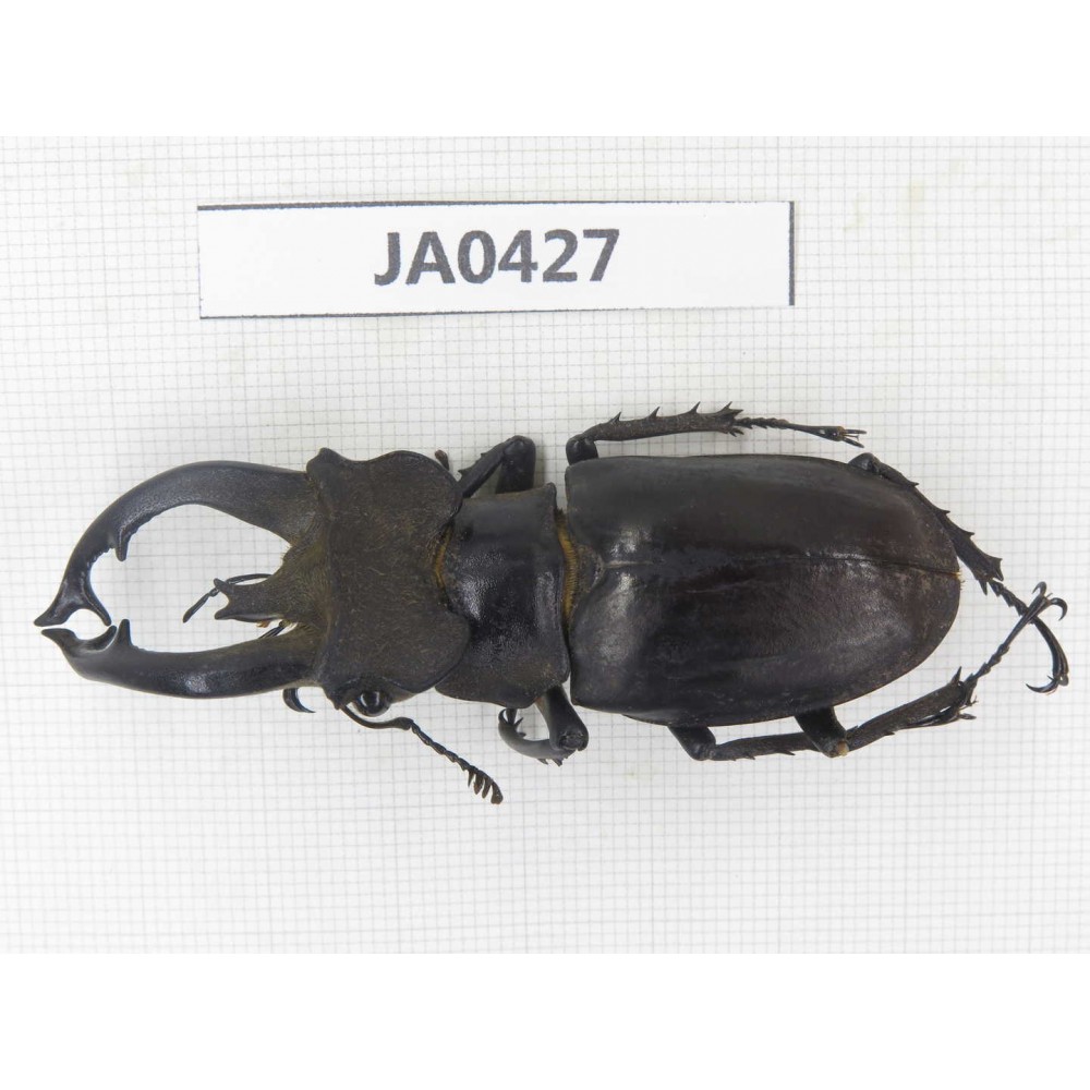 Lucanus fryi. China, Yunnan, Nujiang, Lushui county. 1M. JA0427.