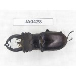 Lucanus fryi. China, Yunnan, Nujiang, Lushui county. 1M. JA0428.