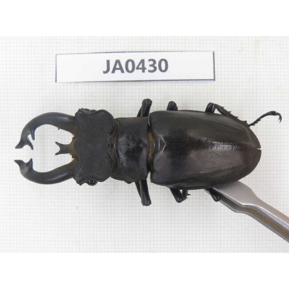 Lucanus fryi. China, Yunnan, Nujiang, Lushui county. 1M. JA0430.