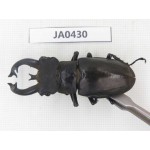 Lucanus fryi. China, Yunnan, Nujiang, Lushui county. 1M. JA0430.