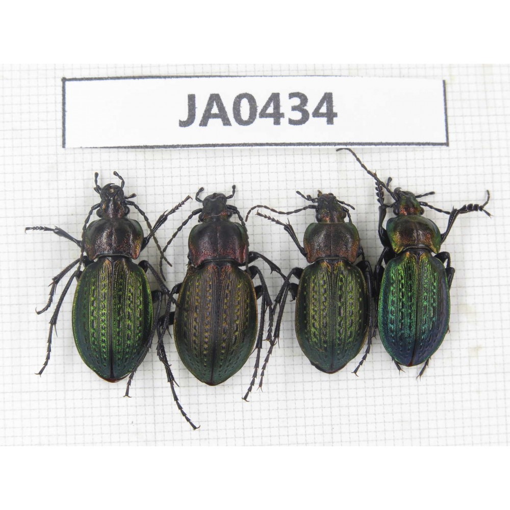 Carabidae sp. China, Heilongjiang, Mudanjiang. 4Pcs. JA0434.