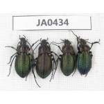 Carabidae sp. China, Heilongjiang, Mudanjiang. 4Pcs. JA0434.