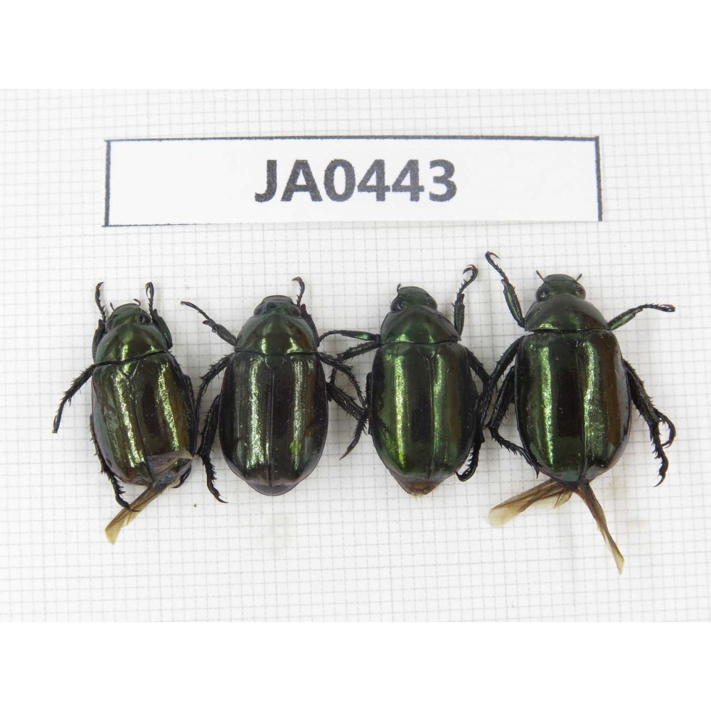 Rutelidae sp. China, Yunnan, Nujiang, N of Mt.Biluoxueshan. 4Pcs. JA0443.