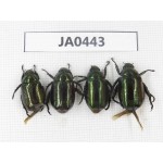 Rutelidae sp. China, Yunnan, Nujiang, N of Mt.Biluoxueshan. 4Pcs. JA0443.