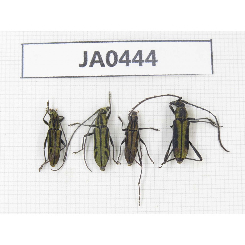 Cerambycidae sp. China, Yunnan, Nujiang, N of Mt.Biluoxueshan. 4Pcs. JA0444.