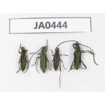Cerambycidae sp. China, Yunnan, Nujiang, N of Mt.Biluoxueshan. 4Pcs. JA0444.