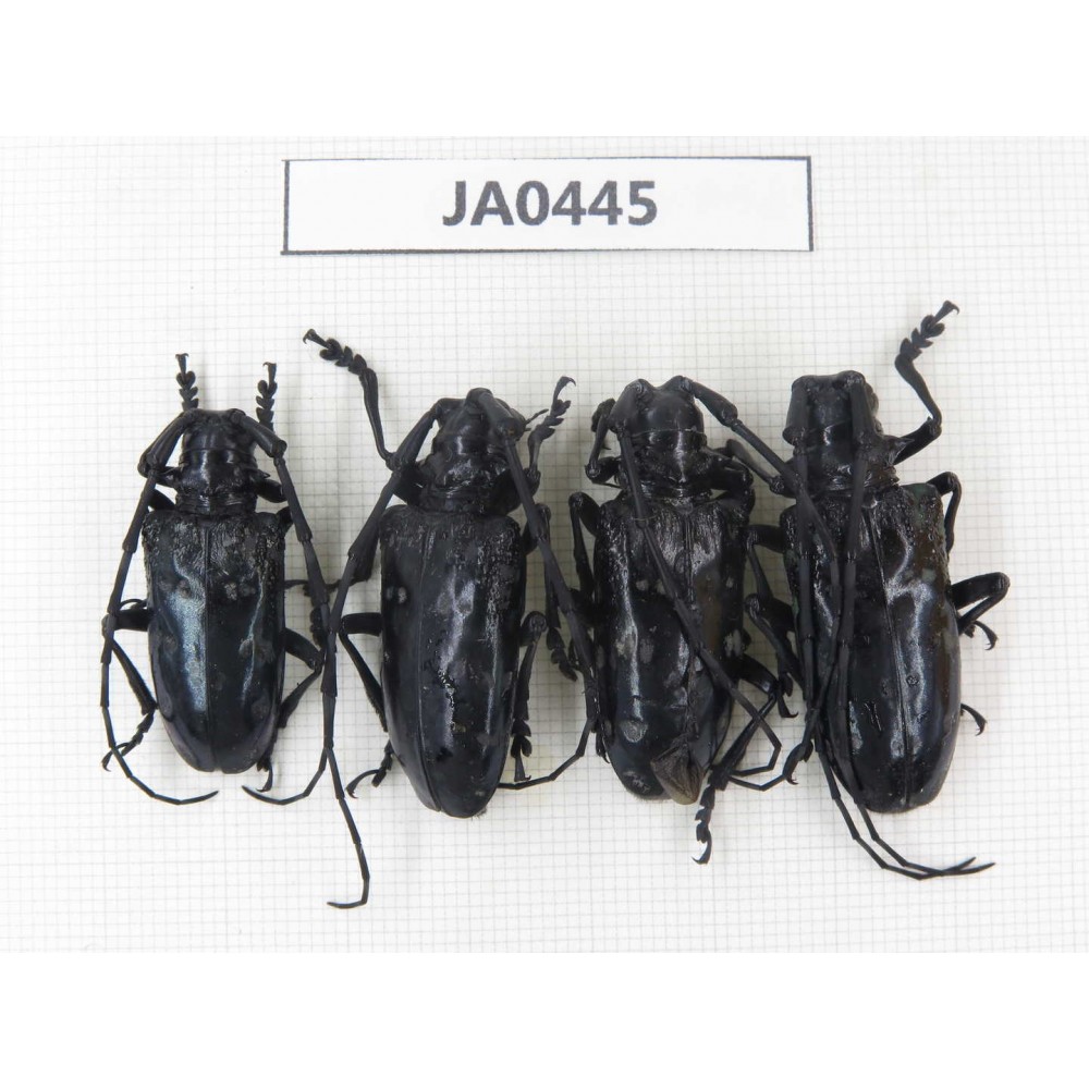 Cerambycidae sp. China, Yunnan, Nujiang, N of Mt.Biluoxueshan. 4Pcs. JA0445.