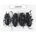 Cerambycidae sp. China, Yunnan, Nujiang, N of Mt.Biluoxueshan. 4Pcs. JA0445.