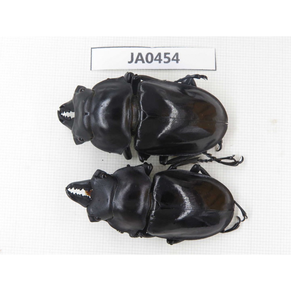 Neolucanus sp. China, Yunnan, Honghe, Jinping county. 2M. JA0454.