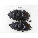 Neolucanus sp. China, Yunnan, Honghe, Jinping county. 2M. JA0454.