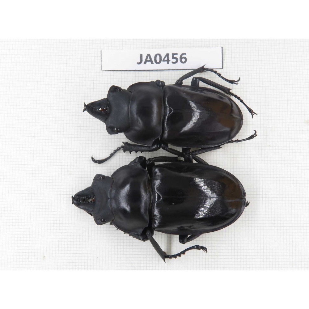 Neolucanus sp. China, Yunnan, Honghe, Jinping county. 2M. JA0456.