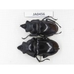 Neolucanus sp. China, Yunnan, Honghe, Jinping county. 2M. JA0456.