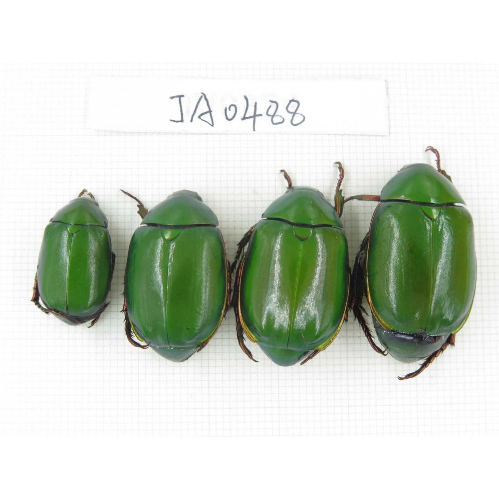 Rutelidae sp. China, Yunnan, Dehong, Longchuan county. 4Pcs. JA0488.