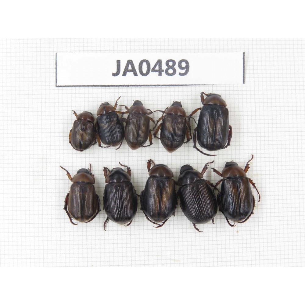 Rutelidae sp. China, Yunnan, Dehong, Longchuan county. 10Pcs. JA0489.