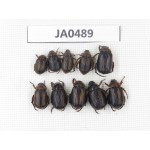 Rutelidae sp. China, Yunnan, Dehong, Longchuan county. 10Pcs. JA0489.