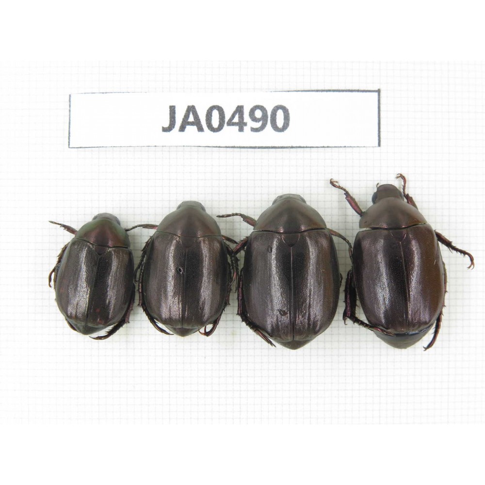 Rutelidae sp. China, Yunnan, Dehong, Longchuan county. 4Pcs. JA0490.