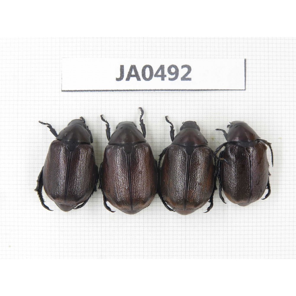 Rutelidae sp. China, Yunnan, Dehong, Longchuan county. 4Pcs. JA0492.
