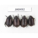 Rutelidae sp. China, Yunnan, Dehong, Longchuan county. 4Pcs. JA0492.
