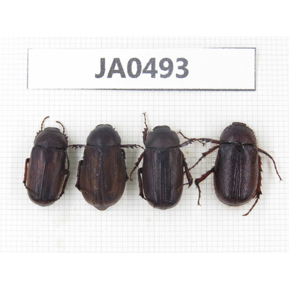 Melolonthidae sp. China, Yunnan, Dehong, Longchuan county. 4Pcs. JA0493.