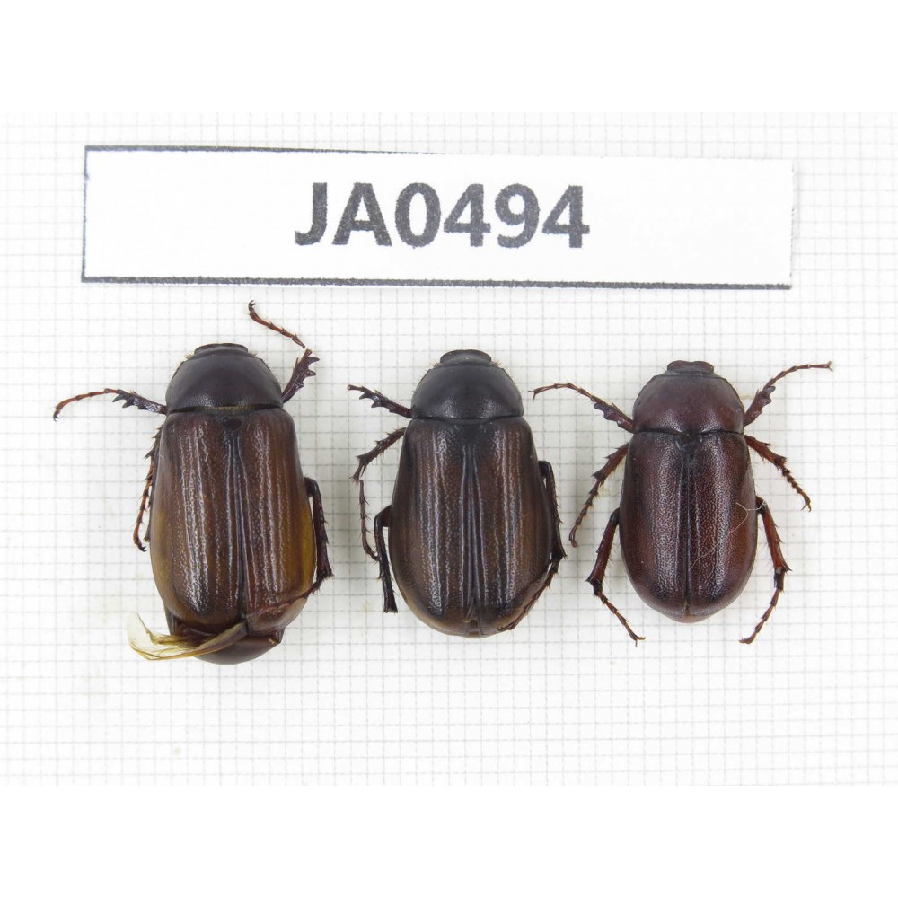 Melolonthidae sp. China, Yunnan, Dehong, Longchuan county. 3Pcs. JA0494.