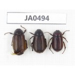 Melolonthidae sp. China, Yunnan, Dehong, Longchuan county. 3Pcs. JA0494.