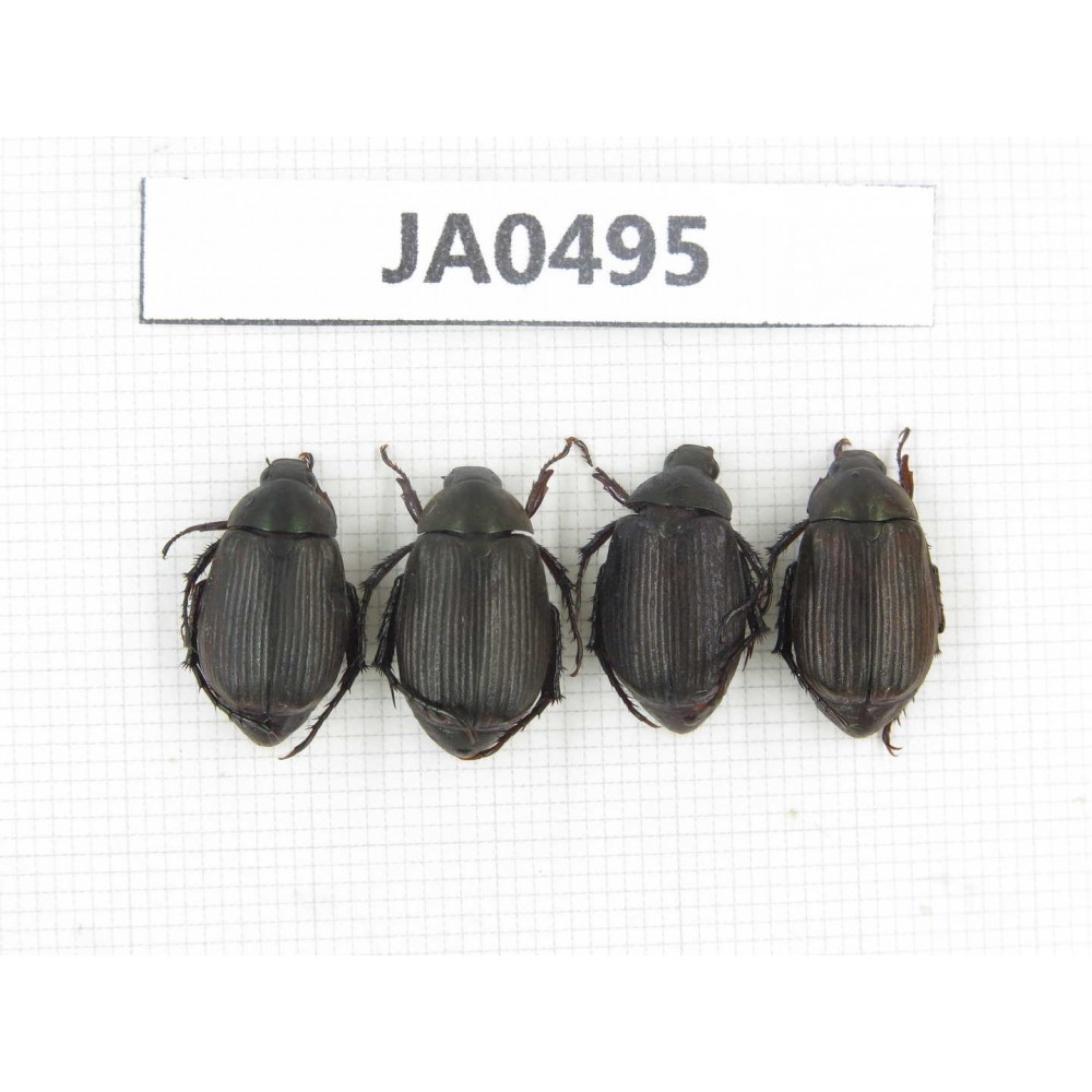 Rutelidae sp. China, Yunnan, Dehong, Longchuan county. 4Pcs. JA0495.