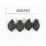 Rutelidae sp. China, Yunnan, Dehong, Longchuan county. 4Pcs. JA0495.