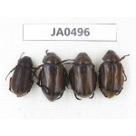 Melolonthidae sp. China, Yunnan, Dehong, Longchuan county. 4Pcs. JA0496.