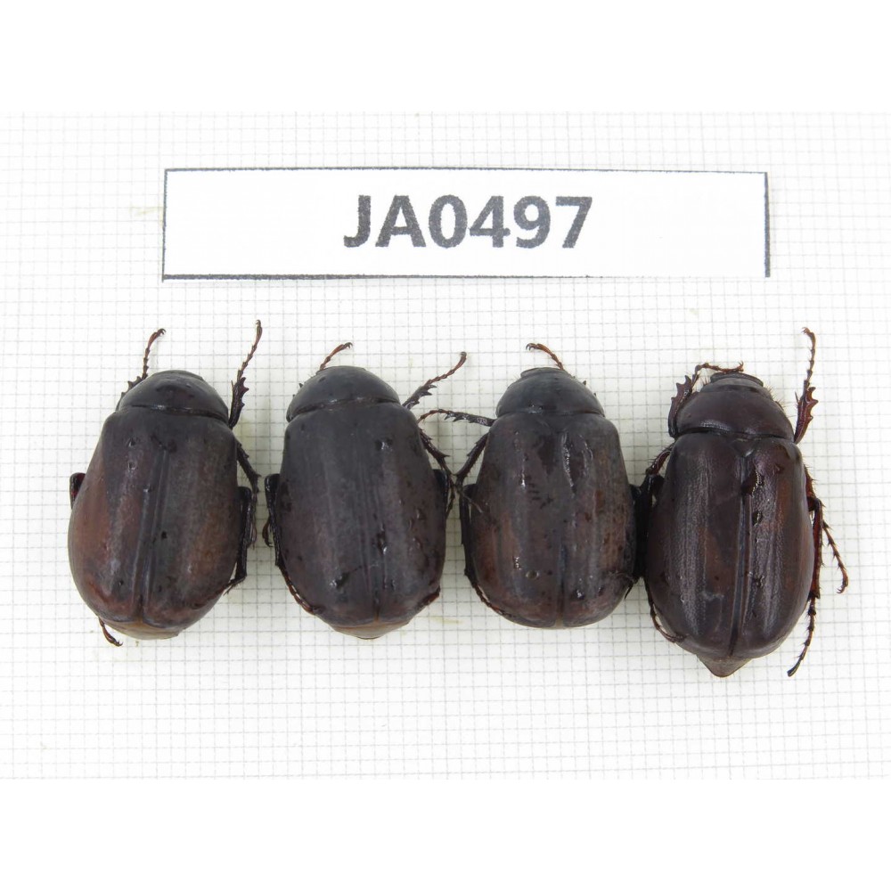 Melolonthidae sp. China, Yunnan, Dehong, Longchuan county. 4Pcs. JA0497.