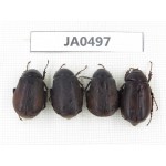 Melolonthidae sp. China, Yunnan, Dehong, Longchuan county. 4Pcs. JA0497.