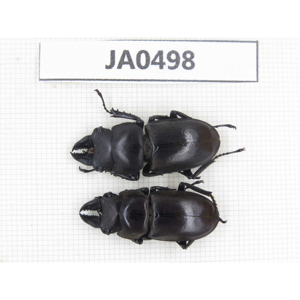 Prosopocoilus sp. China, Yunnan, Dehong, Longchuan county. 2M. JA0498.