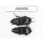 Prosopocoilus sp. China, Yunnan, Dehong, Longchuan county. 2M. JA0498.