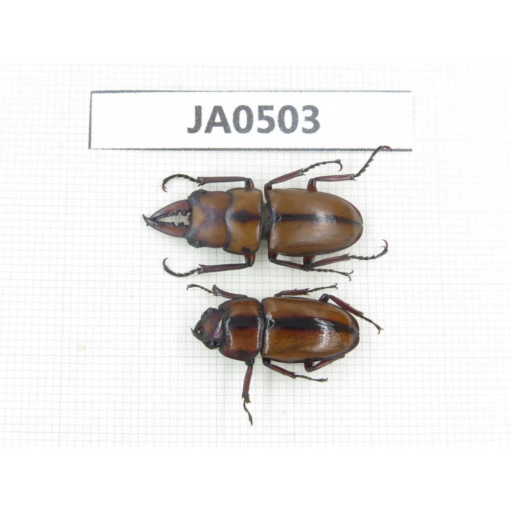Prosopocoilus sp. China, Yunnan, Dehong, Longchuan county. 1P. JA0503.