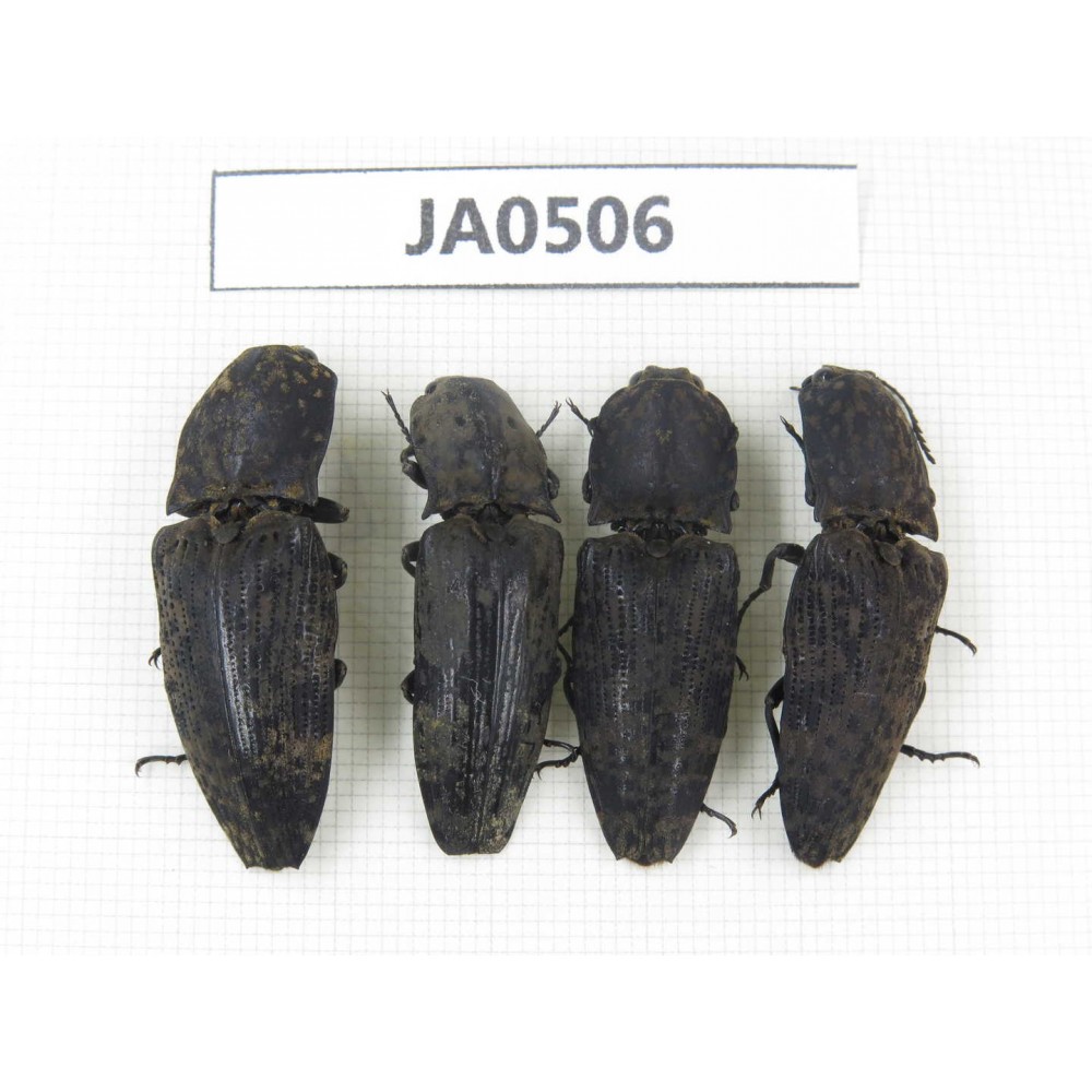 Elateridae sp. China, Yunnan, Dehong, Longchuan county. 4Pcs. JA0506.