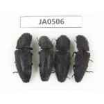 Elateridae sp. China, Yunnan, Dehong, Longchuan county. 4Pcs. JA0506.