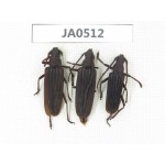 Cerambycidae sp. China, Yunnan, Dehong, Longchuan county. 3Pcs. JA0512.