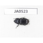 Dorcus sp. China, Yunnan, Baoshan, Tengchong. 1F. JA0523.